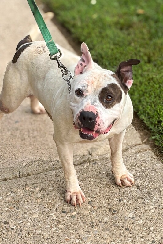 View Riff Raff the Dog Photo #2
