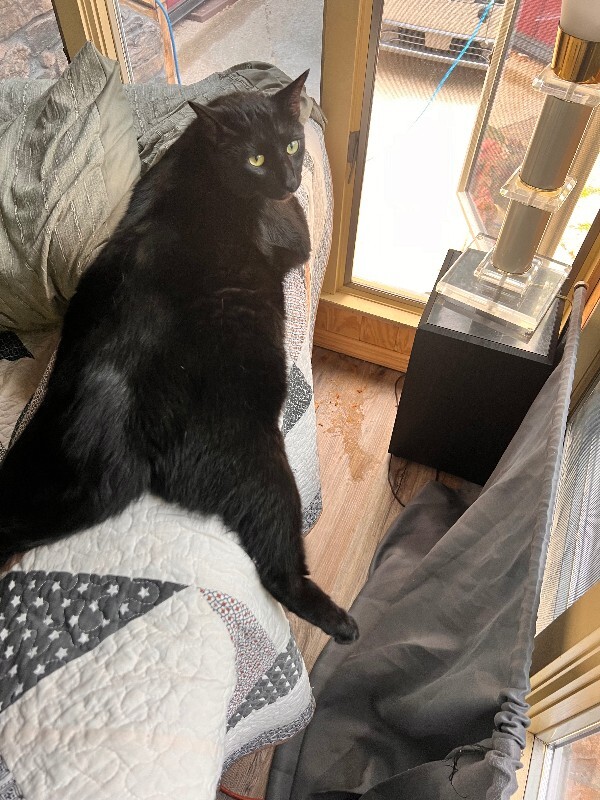 Have You Seen Beau (bo Bo)? Beau (Bo Bo) - Cat
