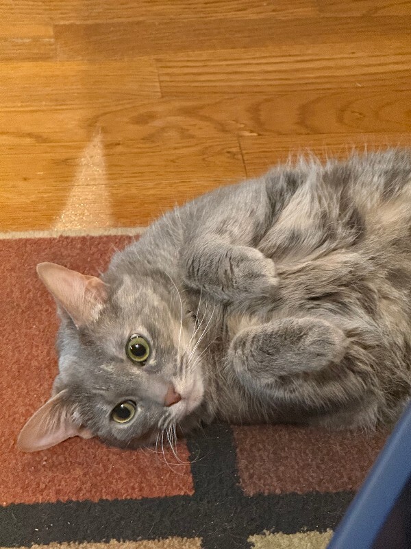 Have You Seen Sharbi? Sharbi - Cat