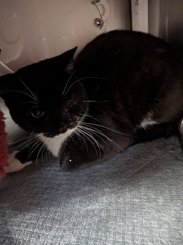 Mr. Tuxie - Cat