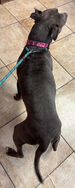 View Marie the Dog Photo #2