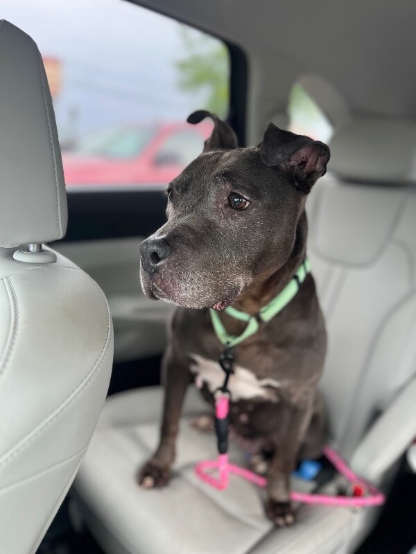 Marie - Dog