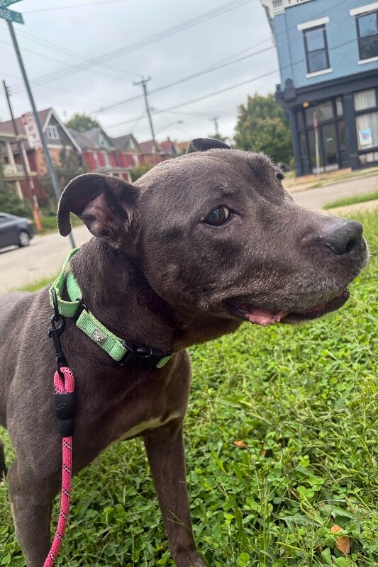 Learn More About Marie Marie - Dog