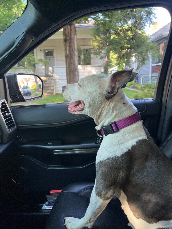 Have You Seen Nooga? Nooga - Dog