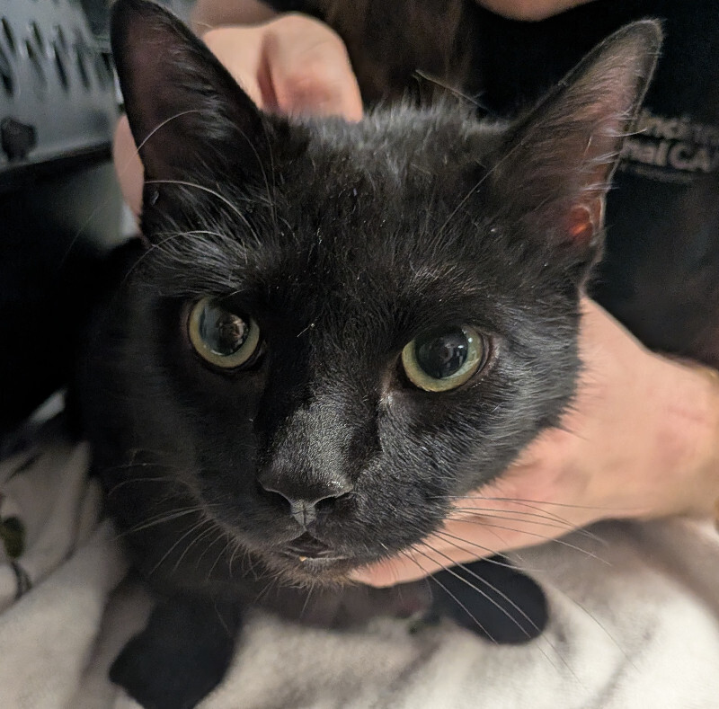 Hexxus - Cat