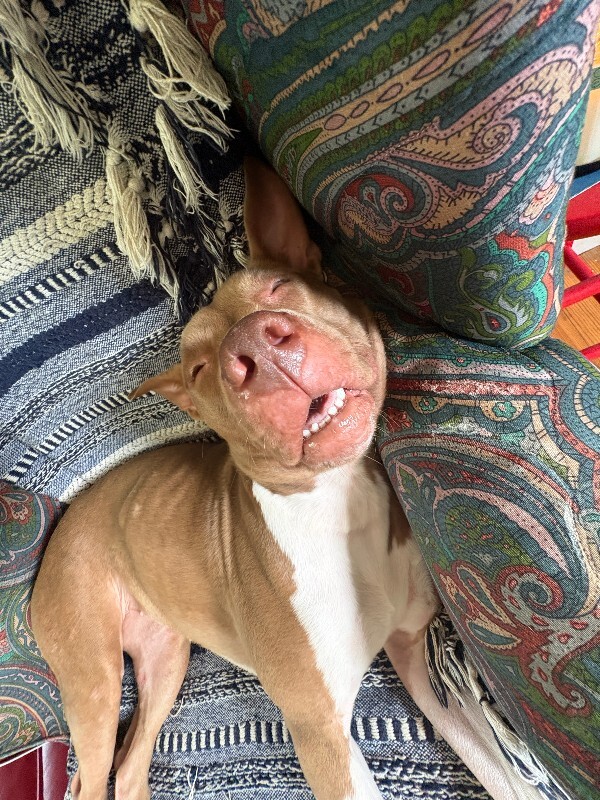 View Stormi the Dog Photo #15