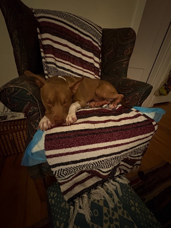 View Stormi the Dog Photo #11