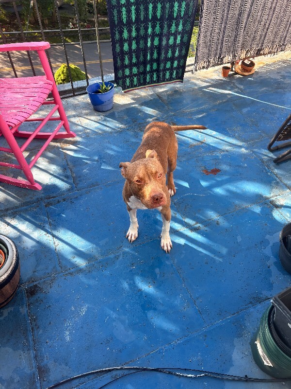 View Stormi the Dog Photo #8