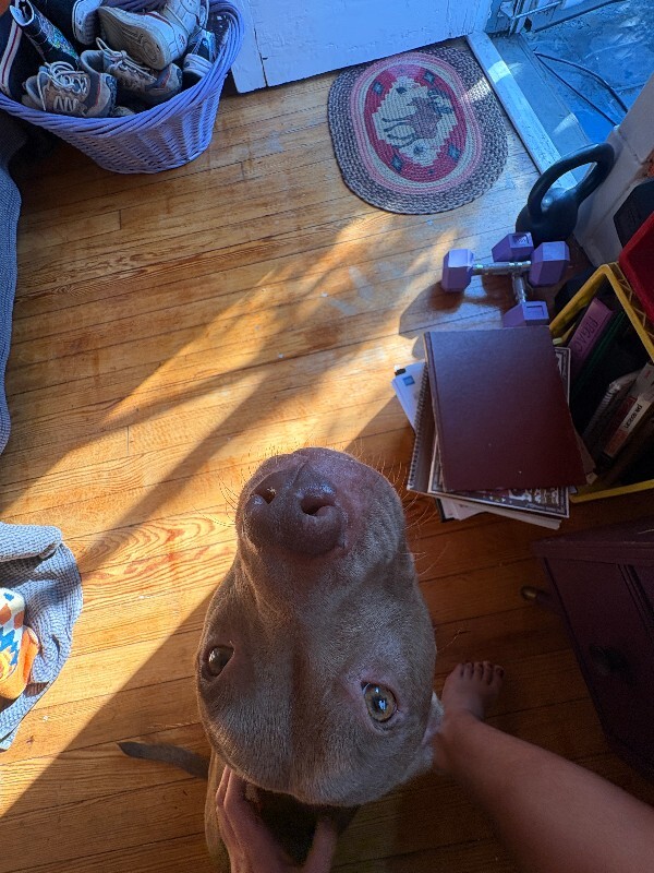 View Stormi the Dog Photo #17