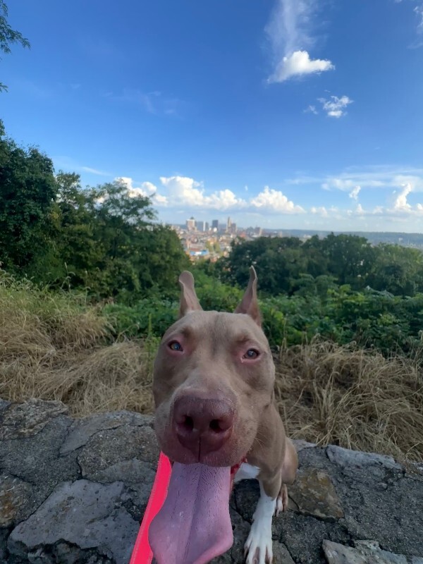 View Stormi the Dog Photo #10