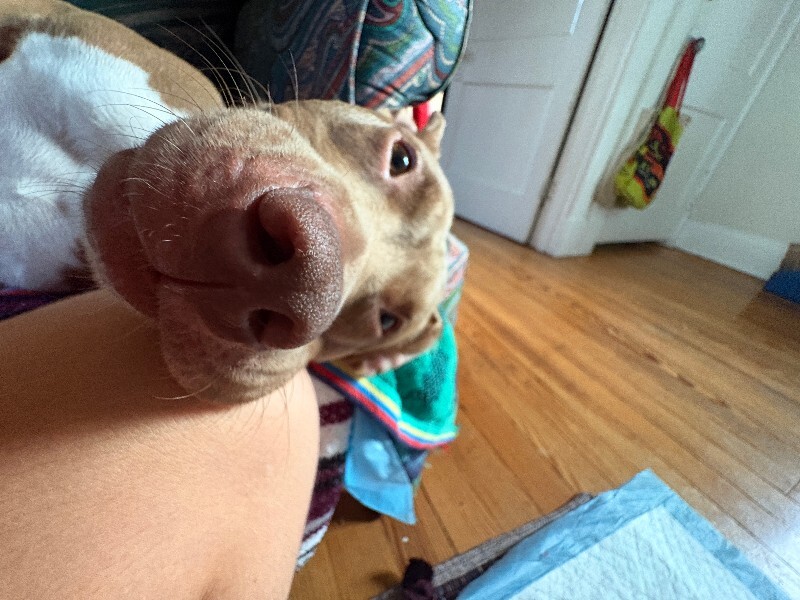 View Stormi the Dog Photo #12