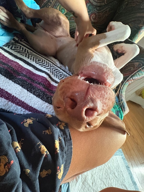 Stormi - Dog