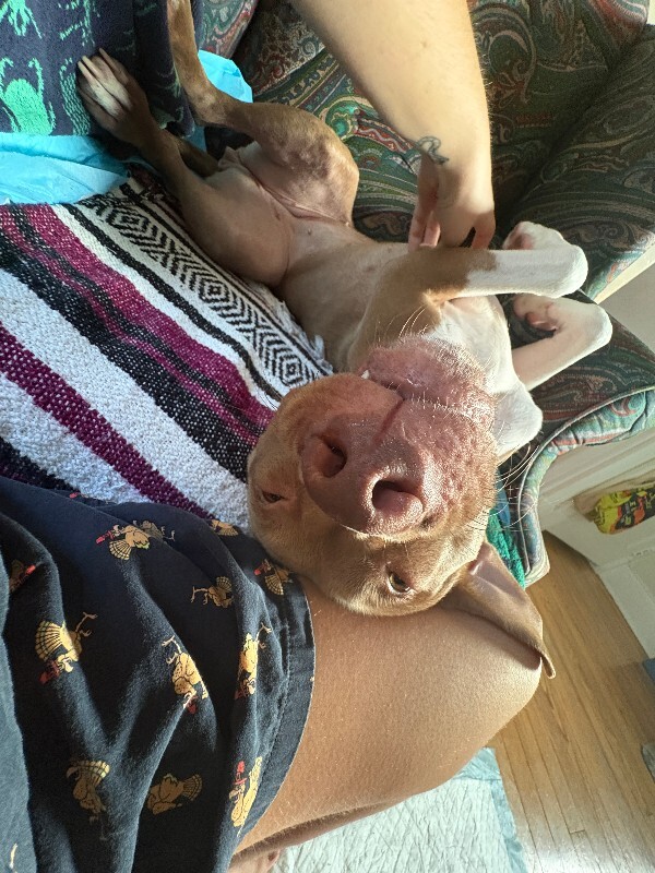 View Stormi the Dog Photo #14