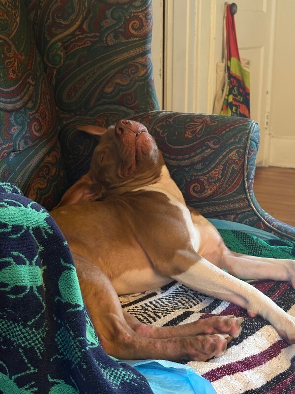View Stormi the Dog Photo #13