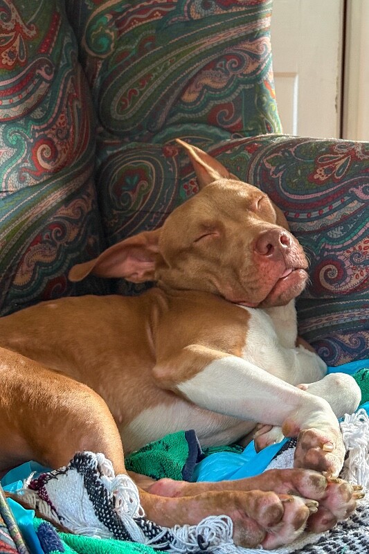 View Stormi the Dog Photo #6