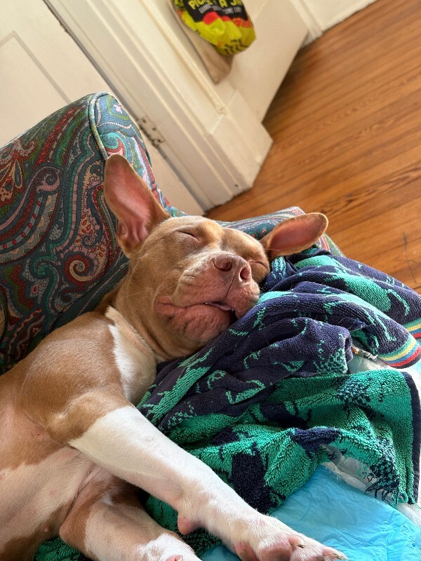 View Stormi the Dog Photo #16