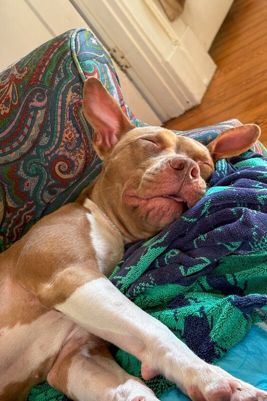 Learn More About Stormi Stormi - Dog