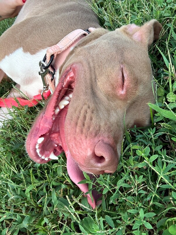 View Stormi the Dog Photo #2