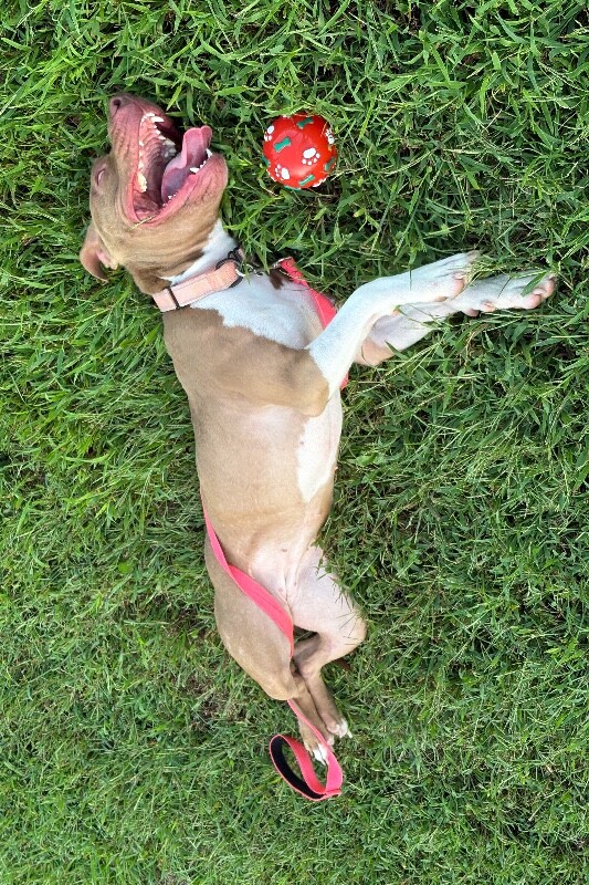 View Stormi the Dog Photo #5