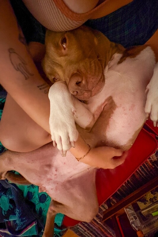 View Stormi the Dog Photo #4