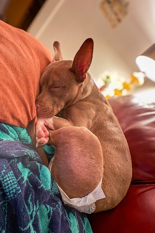 View Stormi the Dog Photo #3