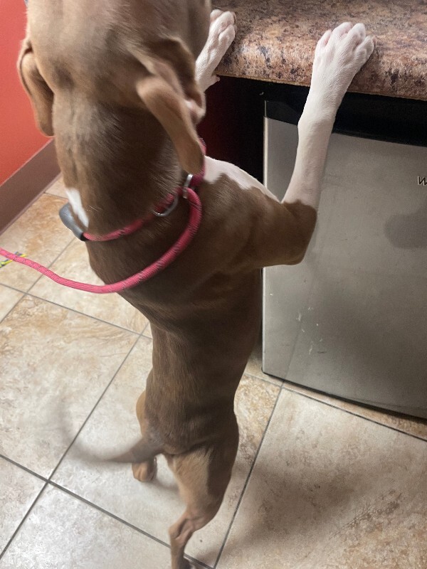 View Stormi the Dog Photo #4