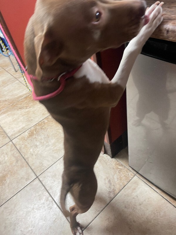 View Stormi the Dog Photo #5