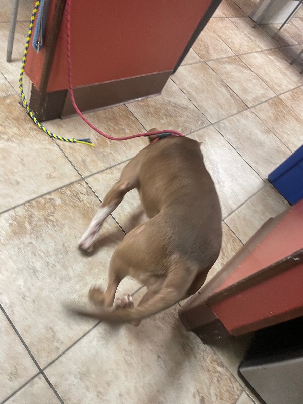 View Stormi the Dog Photo #3