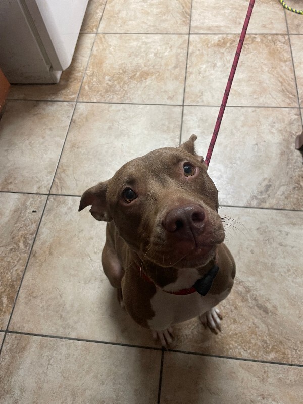 View Stormi the Dog Photo #2