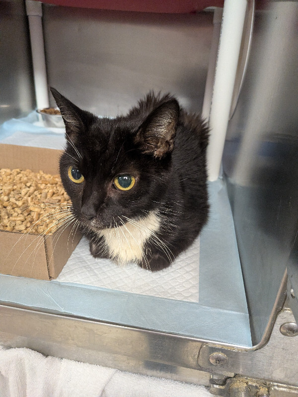 Learn More About Cookie (actual) Cookie (Actual) - Cat