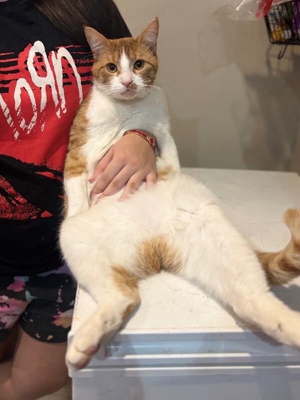 Have You Seen Stink? Stink - Cat