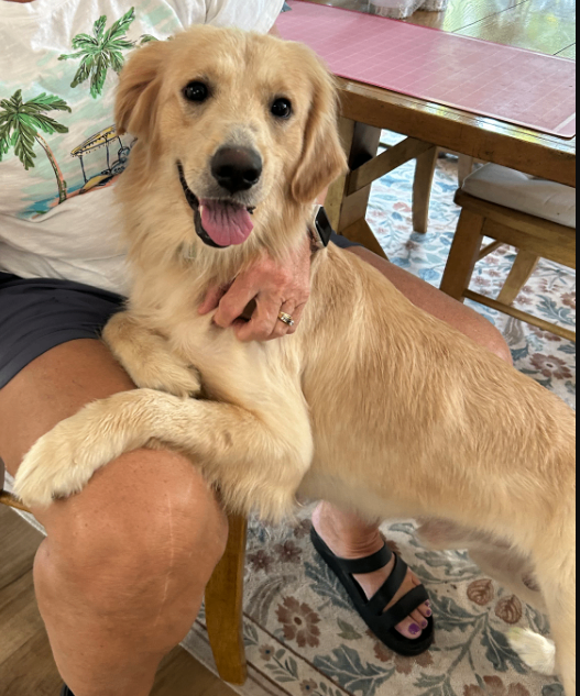 Unknown - Dog