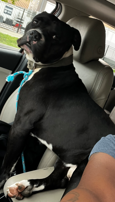 Have You Seen Armageddon? Armageddon - Dog