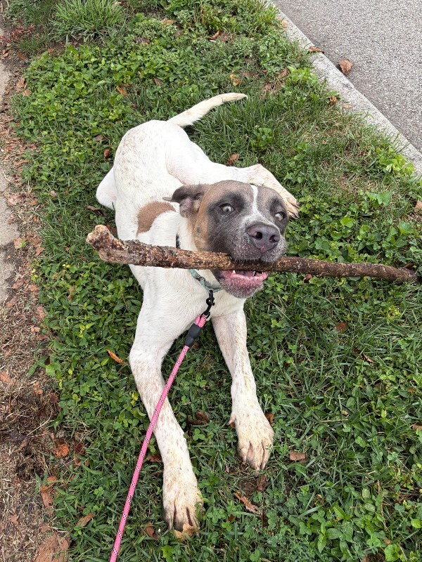 Learn More About Tom Tom - Dog