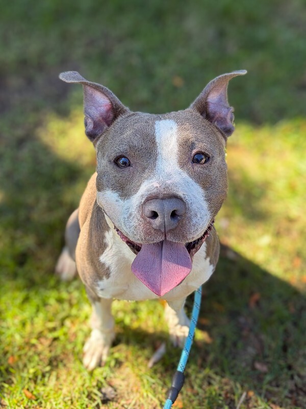 Learn More About Jerry Jerry - Dog