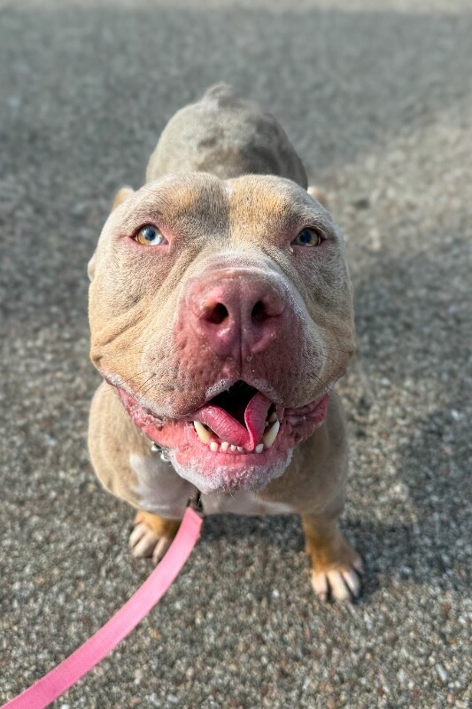 Sweet Tart - Dog
