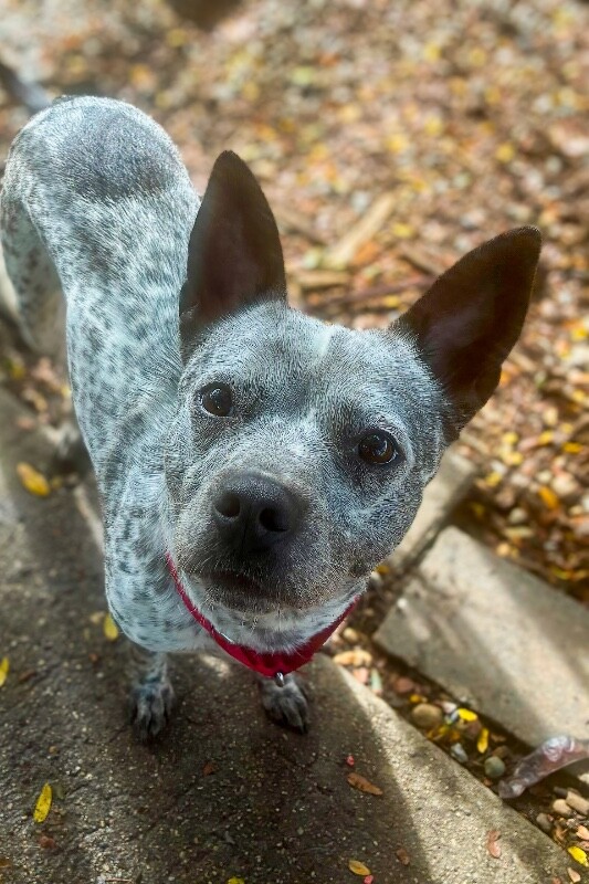View Pattle the Dog Photo #2