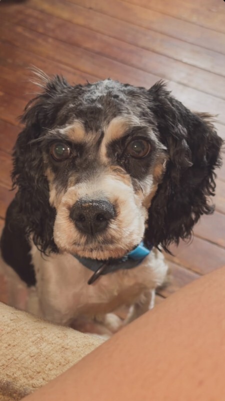 Have You Seen Wizard? Wizard - Dog