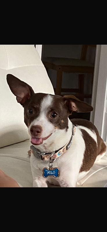 Have You Seen Milo? Milo - Dog