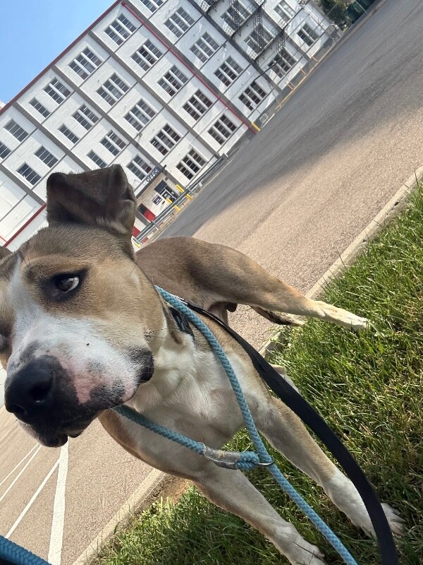 View Winston Bishop the Dog Photo #3
