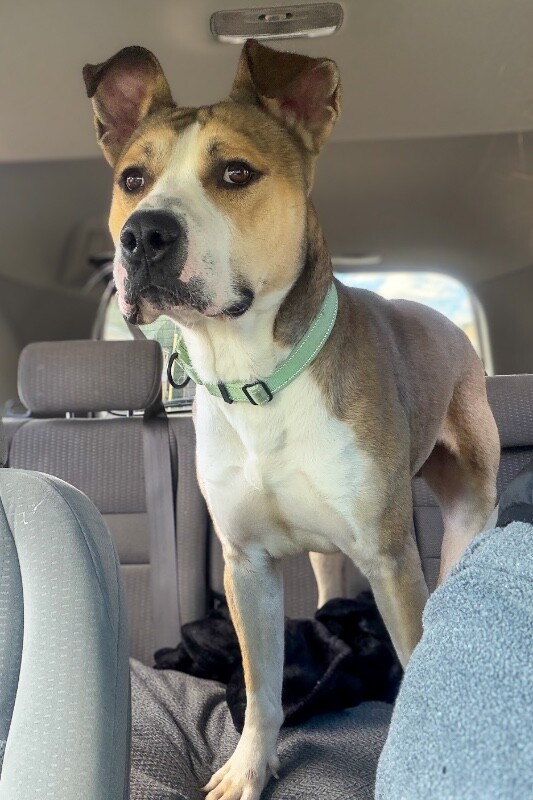 Winston Bishop - Dog
