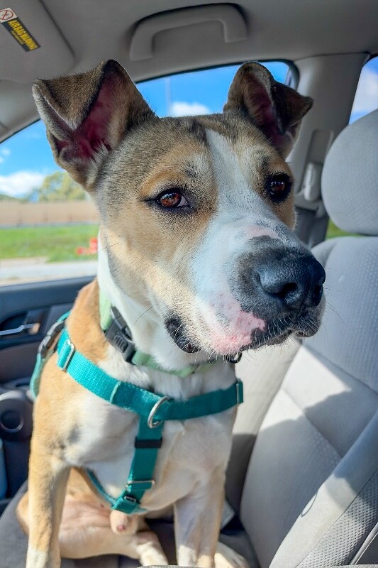 View Winston Bishop the Dog Photo #3