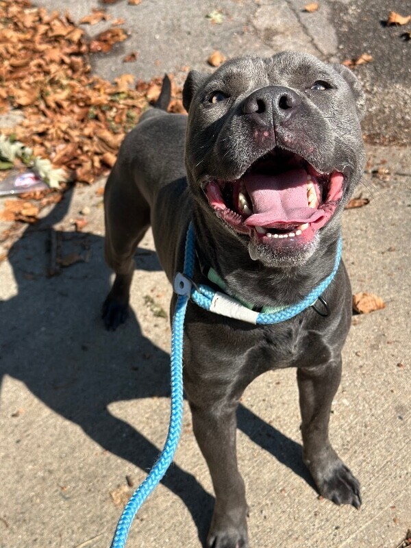 View King Kong the Dog Photo #4