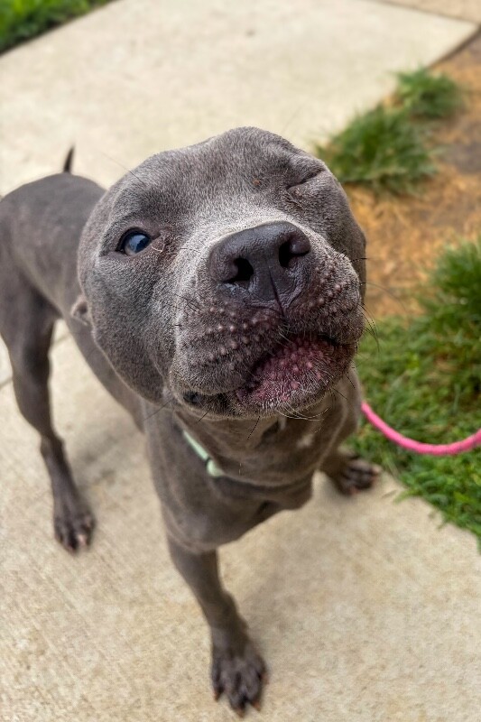 View King Kong the Dog Photo #6