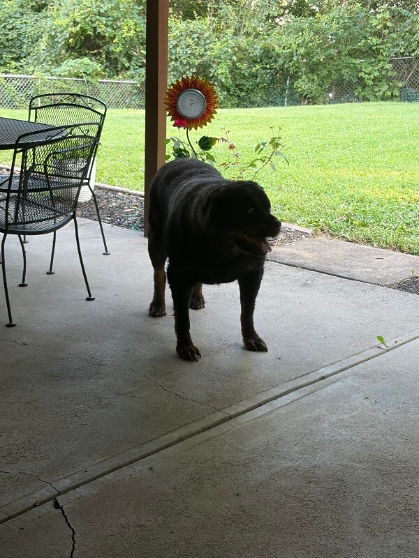 Unknown - Dog