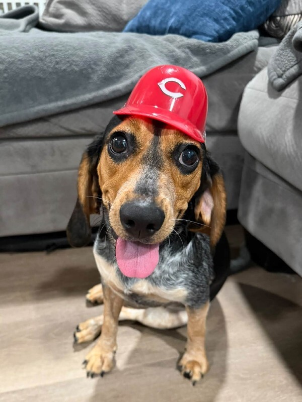 Greta - Dog