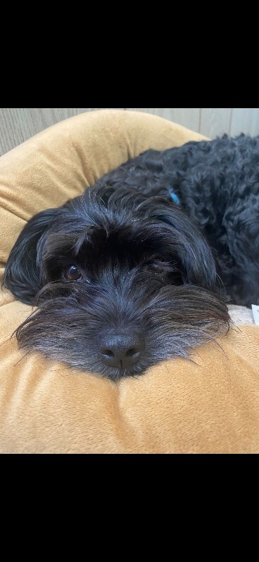 Have You Seen Thunder? Thunder - Dog