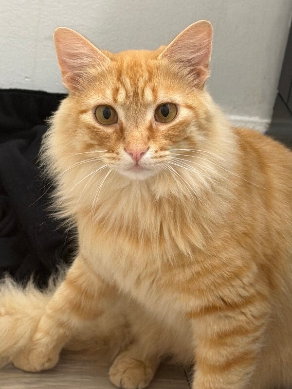 Have You Seen Alex? Alex - Cat