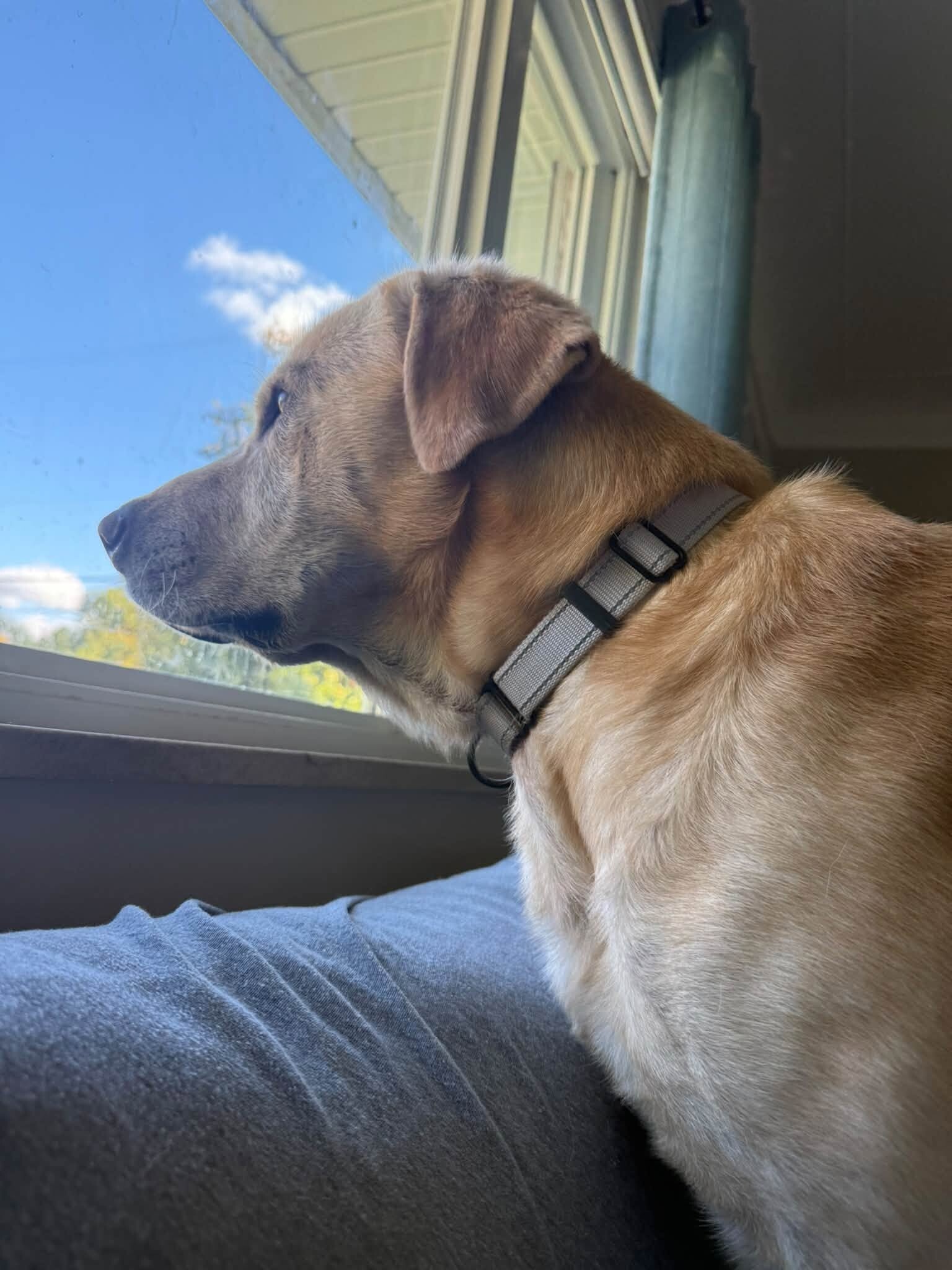 View Donald the Dog Photo #3