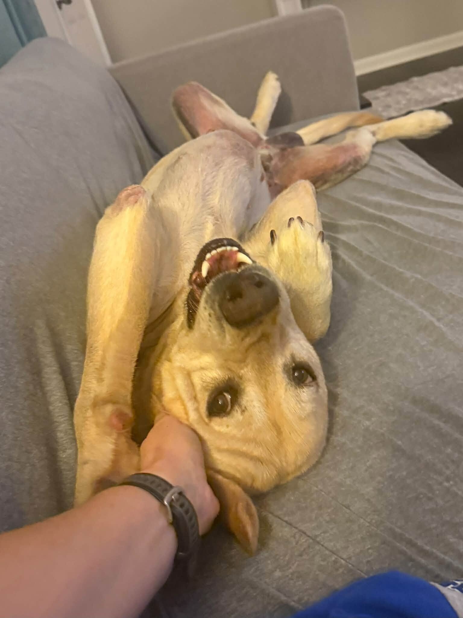 View Donald the Dog Photo #4